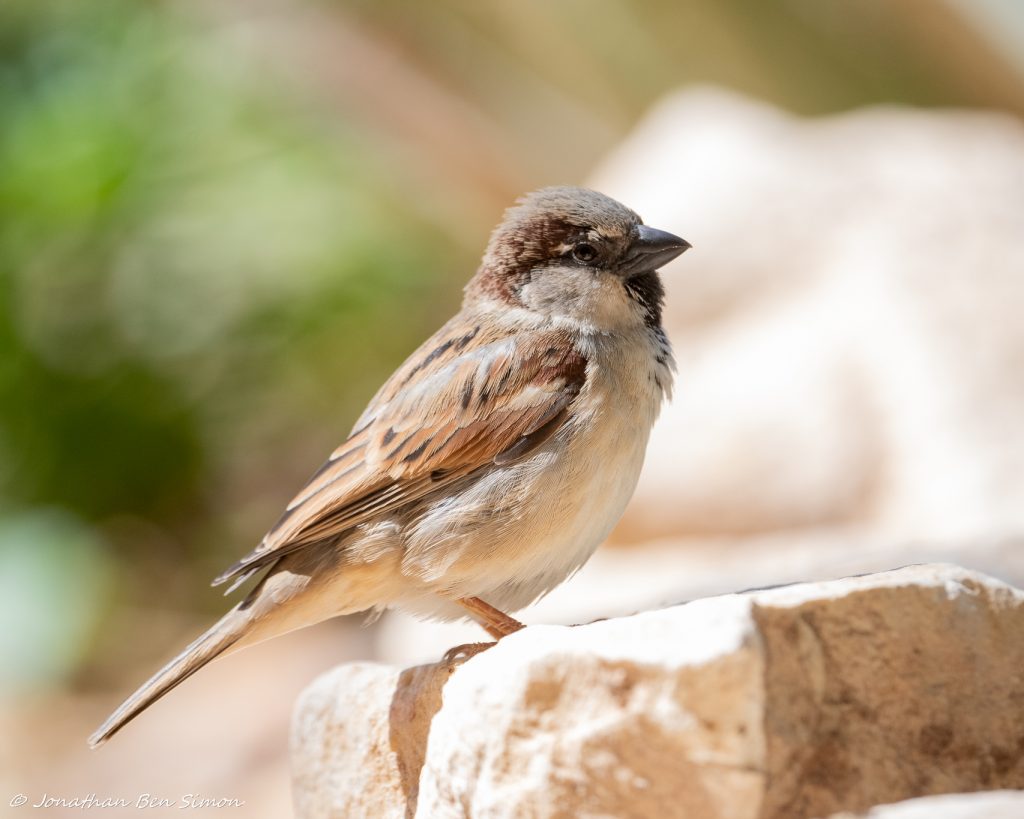 דרור הבית. צילום: יונתן בן סימון