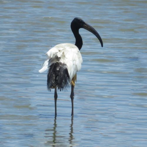 מגלן קדוש. צילום: Theodore (iNaturalist)