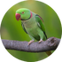 דררה אלכסנדרונית. צילום: Wasu Vidayanakorn