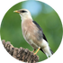 זרזיר בורמזי דרומי. צילום: David Irving