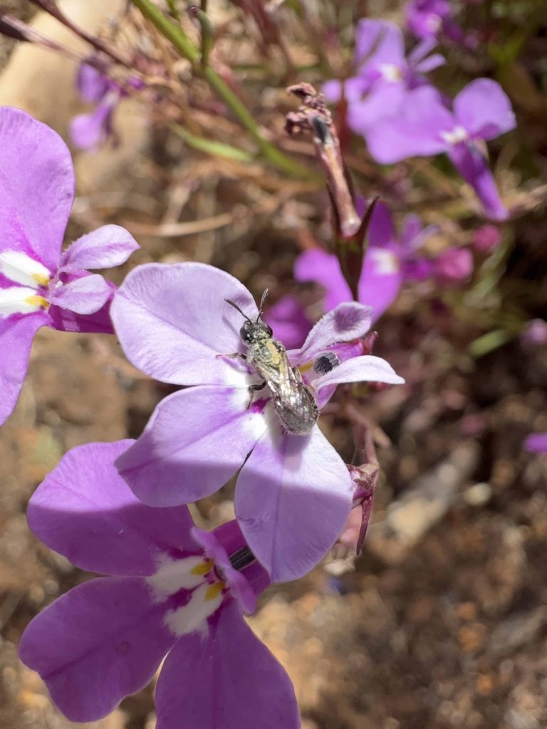 צילום דבורת בר לפני עריכה. צילום: יעלה גולומביק