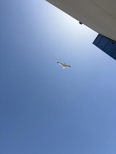 צילום של שחף לפני עריכה. צילום: ערן שוורצפוקס